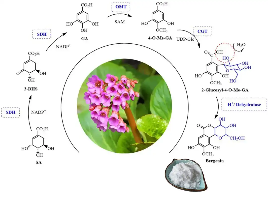 Bergenia Extract Powder.jpg